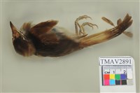 藏品(白頭翁)的圖片